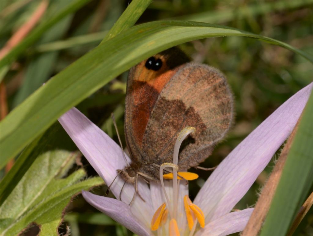 Erebia neoridas?, S, femmina